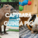 capybara
